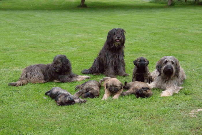 unsere Gos Familie, Oma Cobold, Tante Urmel und Mama Troll mit unseren Hexenkindern
